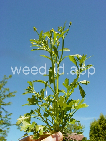 buttercup, crowfoot